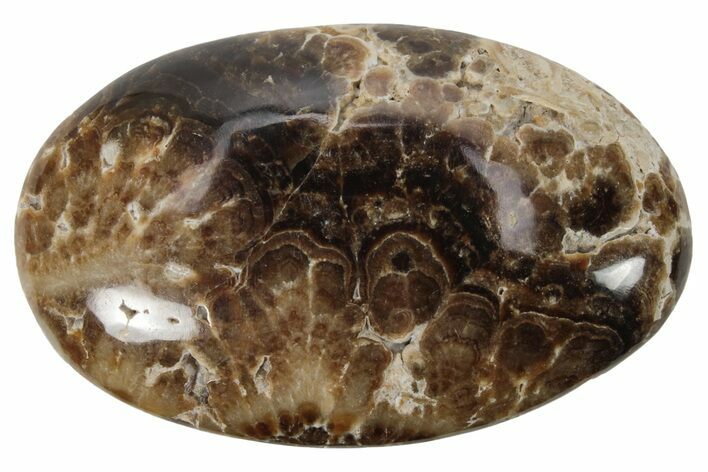 Polished Chocolate Calcite Palm Stone - Pakistan #220974